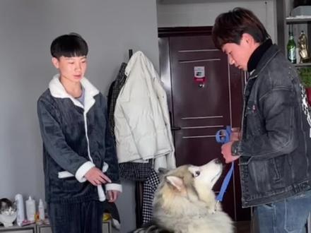 #训犬 商丘评估一只七个月护食咬人阿拉斯加,身体很敏感,一碰它就咬#阿拉斯加灰桃脸 #开封训犬学校 #开封宠瑞佳训犬学校 #开封训犬师