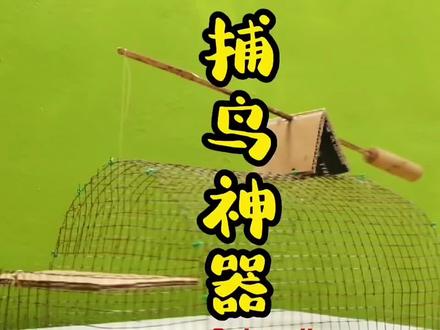 小哥自制捕鸟神器 #动手能力 #工具 #儿时记忆 #施工工艺