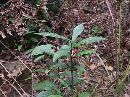 山血丹又名“八爪金龙”,植物号称“肝王草”,稀缺珍贵难寻找 #一日一植物 #采药人 #山血丹 #山货#农村生活