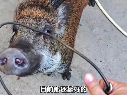 野猪持续上门“蹭饭”被收养,目前已收养7天 被取名面条,“能吃 爱拆家 可以当狗一样带出去溜”#动物的迷惑行为