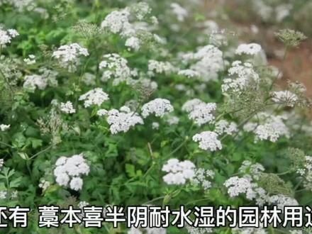 #乡土植物 #藁本 多年生草本植物,芳香、可食、可入药