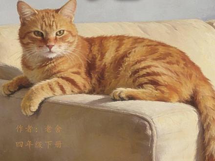 哇!好可爱的《猫》四年级下册 可可爱爱,古怪又温柔。逐句对照视频,还原老舍笔下的可爱小猫。横屏版后台滴~ #猫 #四年级语文 #老舍 #萌宠 #治愈系猫咪