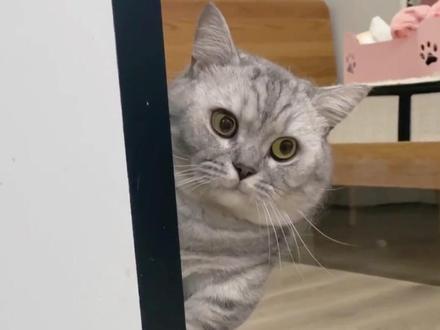 带猫搬家要注意,小心猫应激 #猫 #养猫 #猫咪日常