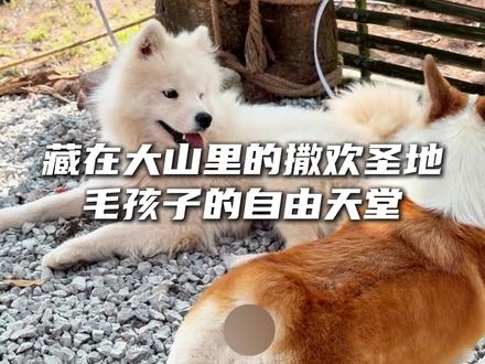 我在重庆巴南开了一家所有人都消费的起的宠物店,这样实在又暖心的店,宠爸宠妈你们会喜欢吗?#宠物乐园#宠物寄养#宠物洗护#重庆山涧宠物乐园