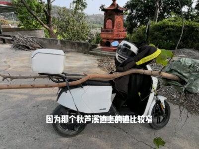 自从尝试了一次把柚子种子吃完留下来,泡水,再脱去外壳,埋进土里发芽了,后面长成柚子苗,继而长大成为柚子树后,我就特有成就感。
虽然多年过去它也并不开花结果,据说用种子种下的实生树要等到8-10年以后才能开花结果,但是实生树的种子已经性状分离,没有母树的果子那么好吃。嫁接的果树2-3年就能开花结果。但我还是对我的实生果树抱有期待。
某天我跟林叔聊天算了一笔账,2018年他买的已经2年的柚子嫁接树1颗15块,买了800颗(种了差不多20亩)。柚子树成本1.2万,种了三年开始结果。2021-2023年,好的收成5000多斤,差的1000多斤,一斤2块钱,三年收入1.8万左右,要是扣掉初期的开荒成本、人工成本和土地成本(租金约摸一亩一年200多,六年地租200*20*6=2.4万),这么一算是亏的……所以以后遇上小农卖便宜的初级农产品,就不还价了。
那么我就细想了下我要做农民这个事,如果撇去这么多的成本最后收入为负数,那我唯一能安慰得了自己的是做这事的初心:希望自己和周遭亲戚朋友能够吃上安全的食物、与土地打交道的过程能带来身心的愉悦,才不至于被这个负收入伤得太厉害。
林叔的农场以种养为主,面种总共约有100亩,以枇杷、龙眼、荔枝、柚子为主,树下套种时令瓜果(如西瓜、蓝莓)。林叔做农场的情结是将自己祖上留下来的土地传承下去,还想把深入骨髓的劳作精神(他打小在生产队干活,一天不干活人难受哈哈哈)继续发扬。他是我钦佩的老农民。
林叔试种的没用农药化肥的释迦果,我执拗地觉得表皮黑了就能吃(但其实是要放到捏起来软了才能吃),结果硬生生吃了一个又甜又涩的释迦。
我自己用种子种了三年的释迦树,由于种在家里光照不足,于是费力地花了一天时间把它挖出来,移到林叔农场种下。
今年林叔又种了百来颗嫁接西瓜苗(顺利的话,今年能吃上沙地西瓜了),那且看夏天的收获情况吧~#我的乡村生活 #农业种植