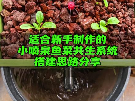 打造适合新手的鱼菜共生系统 方法分享#鱼菜共生 #种菜小技巧 #养鱼