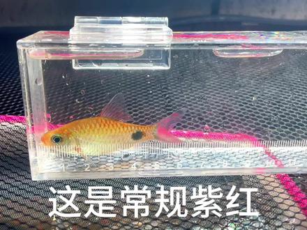 目前不知公母#紫红两点鲫 #变异体