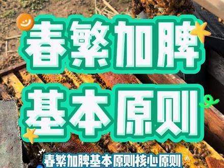 春繁加脾基本原则#养蜂技术分享#养蜂技术交流 #三农