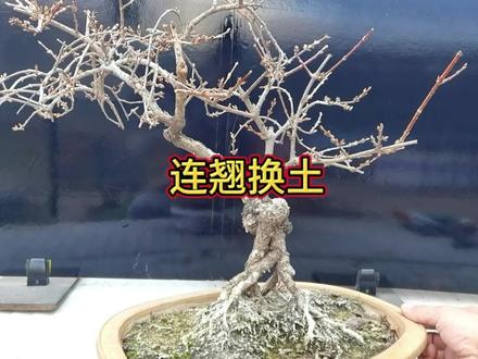 盆景长久不换土能撑多久? #连翘 #连翘盆景