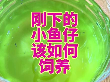 刚下的小鱼苗该如何饲养呢#孔雀鱼#观赏鱼#小鱼苗