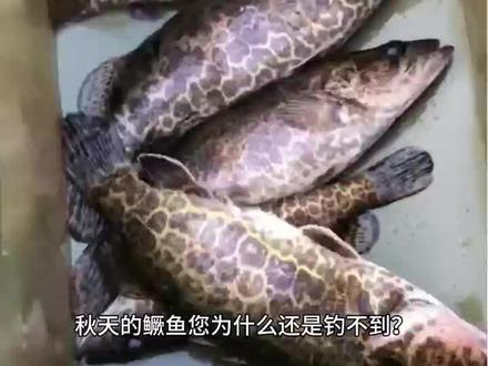 秋季路亚鳜鱼攻略#路亚鳜鱼