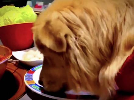 前有上海海底捞小便门的220万,后有北京一女子带宠物狗上火锅店餐桌舔盘子#狗#火锅#南门涮肉