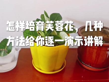 怎样培育芙蓉花,几种方法逐一给你演示讲解 #一花一草一世界 #爱生活爱养花 #养花修心 #花卉绿植