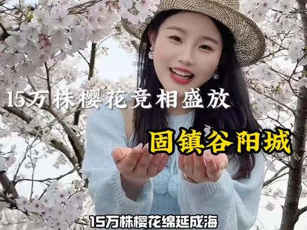 花一杯奶茶钱欣赏到了万株樱花园,快来固镇谷阳城邂逅一场樱花之旅吧#春分踏春玩什么#今年春天的第一站樱花 #固镇谷阳城#千年古城万株樱花#开封王婆