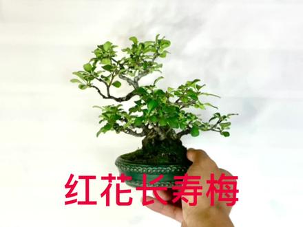 红花长寿梅微型盆景盆栽实物老桩#进口盆景 #养护知识分享 #爱生活爱养花 #微盆景 #盆栽绿植 #室内盆栽 #养护知识