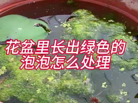 #花钱盆里长绿色的泡泡怎么解决?#种植小技巧#家庭种植#大型观赏盆栽荷花#荷花@百荷园荷花基地(开花对版 售后到开花)