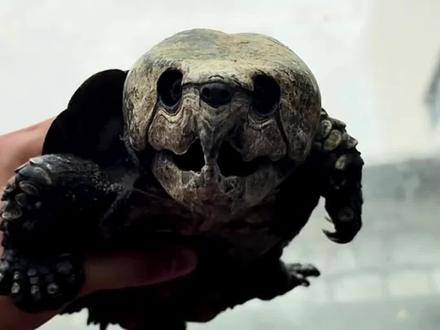 这是什么龟?分享科普一下不同的乌龟#科普 #涨知识 #百科