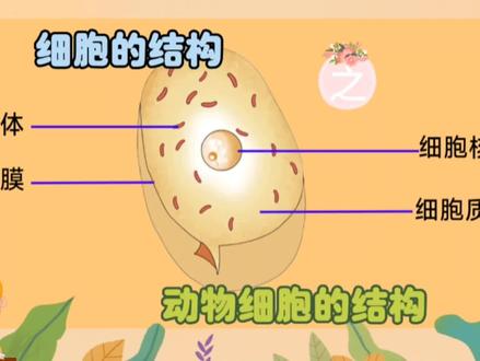画一个动物细胞,认识动物细胞的结构#简笔画教程 #动物细胞 #生物 #生物绘图 #画画