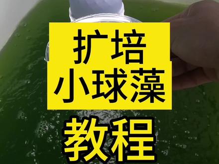 4步轻松学会,如何扩培小球藻教程#小球藻 #扩培小球藻 #小球藻培育