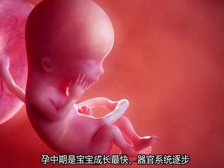 孕中期13-28周|胎宝宝每周发育状态
进入最舒服的孕中期,胎动也越来越明显了~今天来和大家分享宝宝每周的可爱变化,看完你一定会被萌到!
.
🔸 13-16周 · 小小人形初养成
13周:宝宝像颗小桃子🍑,开始飞快长大
14周:胎盘长稳啦,可以开始轻轻胎教,和TA说说话~
15周:B超里能看见宝宝挥手踢腿了!
16周:悄悄告诉你,宝宝已经能听到妈妈的心跳声了💗
.
🔸 17-20周 · 第一次感受胎动!
17周:宝宝在肚子里打嗝呢(虽然你还感觉不到)
18周:大多数妈妈这时候能感受到像小鱼吐泡泡的胎动啦!
19周:宝宝身上裹着一层滑滑的胎脂,保护皮肤~
20周:五官已经很清晰了,B超还能看到TA的表情哦!
.
🔸 21-24周 · 越来越像个小人儿
21周:宝宝的味蕾在发育,能尝到羊水的味道
22周:开始长小头发和眉毛啦,手脚越来越有力
23周:肺部在练习呼吸,但还没完全成熟
24周:听力基本完善,喜欢听妈妈温柔说话和舒缓音乐🎶
.
🔸 25-28周 · 准备好来到你身边啦
25周:小手会抓握了,无聊时还会玩脐带呢
26周:眼睛能睁开,对光有反应咯
27周:大脑变得活跃,说不定已经开始做梦了✨
28周:皮下脂肪开始积累,皮肤没那么皱了~
.
💡 几点小提醒要记好:
✔️18周后坚持数胎动,是你们之间最甜蜜的互动
✔️24周左右记得做四维大排畸,能看到宝宝正脸哦
✔️多和宝宝聊聊天,TA真的能认出你的声音
✔️保持好心情,你就是宝宝最温暖的港湾~
.
孕中期真的是很幸福的阶段,每一天都能感受到和宝宝更深的联结。你的每一次抚摸、每一句轻语,TA都在认真感受哦💞
#孕妈笔记 #胎宝宝成长日记 #孕期干货 #孕中期胎动 #宝宝