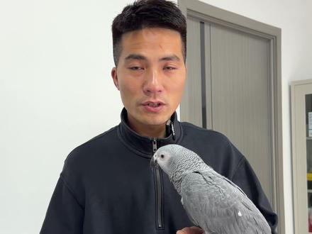 鹦鹉羽毛断了果断拔掉,这样新的羽毛才会长出来。 #养鸟经验分享 #鹦鹉 #鹦鹉日常 #鹦鹉鹦鹉萌萌哒逗鹦鹉