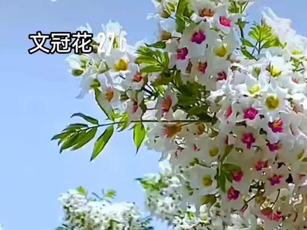#文冠树 ,别称:文官树、文冠木、文冠果树;#植物科普 文冠树不但可以绿化公园做观赏用,而且果实果油提取具有一定的经济价值,是我国特有的珍稀树种,树高可达至8米。#三农种植 文冠花是文冠树开的花,花期4-5月,果熟期8-9月。本种花序大而花朵密,春天白花满树,花期可持续20多天,是难得的观花小乔木,也是很好的蜜源植物。#文冠花 #植物百科