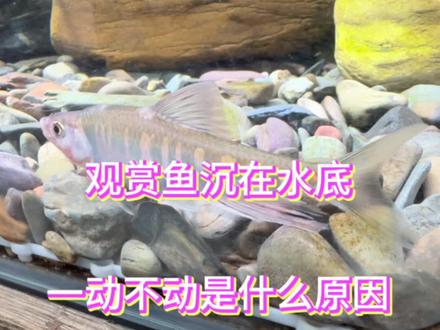 观赏鱼沉在水底一动不动是什么原因呢#水族 #鱼缸里的大自然 #观赏鱼