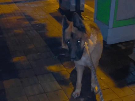 晚上遛狗最怕它走着走着不走了#德牧 #狗狗 #萌宠出道计划