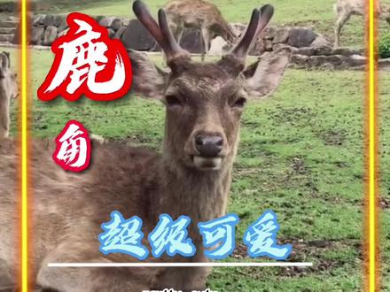 角质化的鹿角是不是没有营养了?割鹿茸会不会很痛?#神奇动物在抖音 #梅花鹿 @抖音小助手 @DOU+小助手 @DOU+上热门