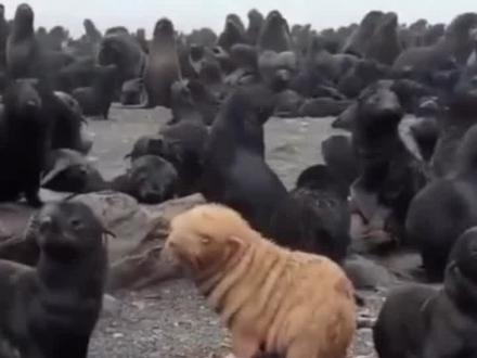 小可怜!俄罗斯海滩罕见“丑小鸭”海狗疑遭同伴排挤,专家呼吁救助。