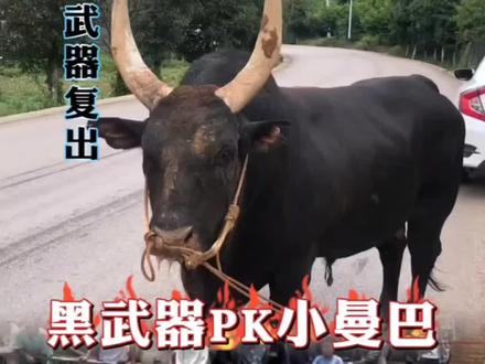 黑武器牛王强势复出,豹子洞花节斗牛大赛狂热来袭 #斗牛 #斗牛爱好者一路长虹 #传统民族文化斗牛
