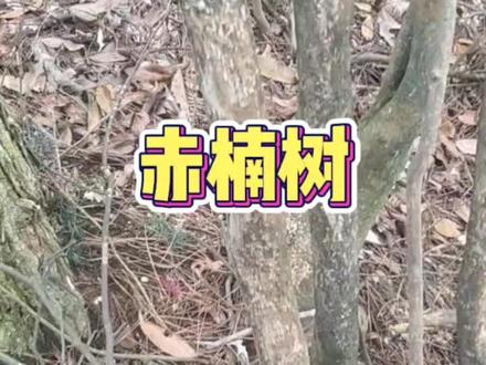 家有赤楠,万事不难。比油茶树还重的树。近距离看看它的模样!#赤楠原木