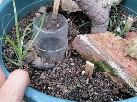 养花土壤“盐碱化”,怎么改良?教你3招 #养花 #盆栽 #土壤板结 #盐碱化 #土壤改良 #蚯蚓粪