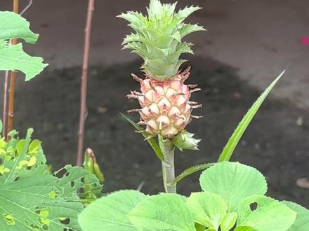 这颗菠萝树已经长了好几次果实了,但是都被摘了,这次又长出来两颗,不知道能长多久#随拍 #谁会拒绝感受大自然呢 #万物生长 #惬意时光 #真实户外