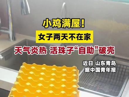 小鸡满屋!女子两天不在家,天气炎热,活珠子“自助”破壳。