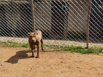 斗犬比特面对高大的中亚犬,表现强势