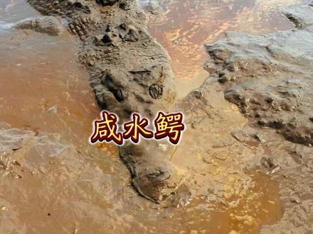 旱季咸水鳄在深水的一场鲻鱼盛宴 #动物世界 #野生动物零距离 #动物科普 #咸水鳄 #鳄鱼