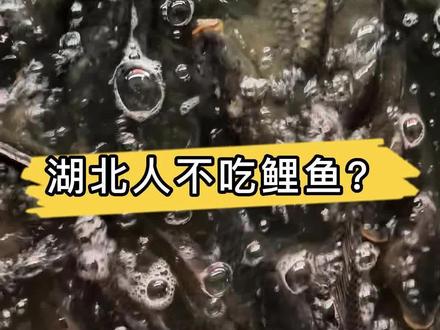 湖北人不吃鲤鱼吗?那鲤鱼都销往哪里了呢?#水产养殖 #鲤鱼 #湖北 #三农 #养鱼人