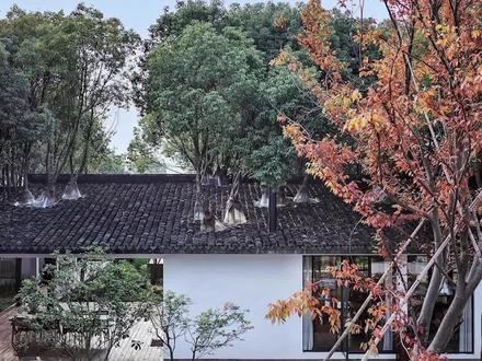 屋里种树,房顶漏水怎么办?#设计 #民宿