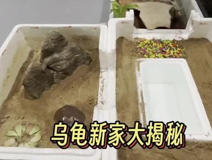 挑战全网花费最低的乌龟乐园,说出你们的成本@西瓜宠物官方 #龟缸 #养龟 #开缸 #龟宠时代 #观赏鱼