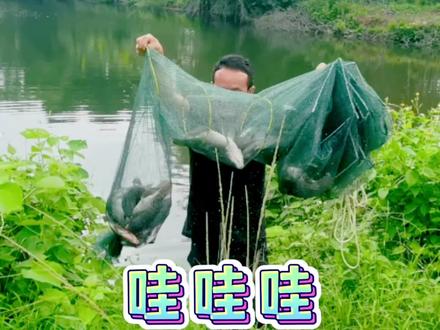 地笼用辣条做诱饵,收获的虾更少了,幸好收获不少鱼 #真实户外 #鱼获满满 #我的乡村生活 #鱼 #鱼获 #罗非鱼 #地笼 #鱼塘