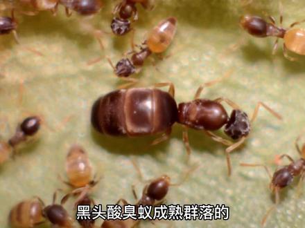 变成蚂蚁的人生#关注我每天分享不同的故事 #昆虫微观世界纪录片 #观察昆虫 #神奇大自然 #探索与发现