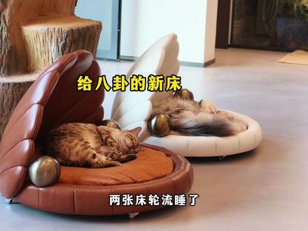 以后八条和八卦就不用再抢床了~ #猫咪小院 #小锋小志 #泽囿