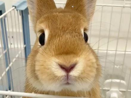 兔子眼中的世界是什么样 #兔兔 #兔子 #新手养宠 #宠物