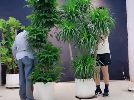 幸福树主健康,龙血树主风水,各来一棵护佑家人安康#抖音618好物节 #基地直发 #花卉绿植 #室内绿植推荐 #