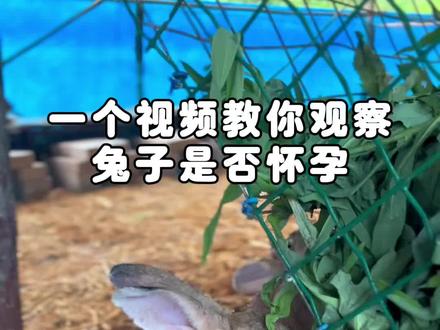 一个视频教你观察兔子是否怀孕,有三个方法,最后一个最准确!#乡村守护人 #新农人计划2023 #肉兔养殖 #抖音助农 #抖音学农技