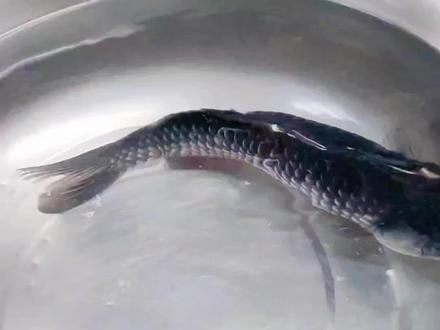 液氮冻活鱼实验! 你相信鱼真能复活吗?#好大一条鱼 #鲫鱼