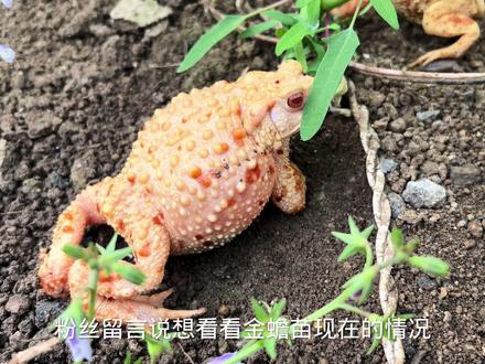 三足金蟾的微观世界 布置育苗池环境#爬虫 #爬宠 #爬宠日常 #爬宠#家有异宠 #异宠 #白化中华蟾蜍 #蟾蜍 #变异蟾蜍 #金蟾 #白玉蟾