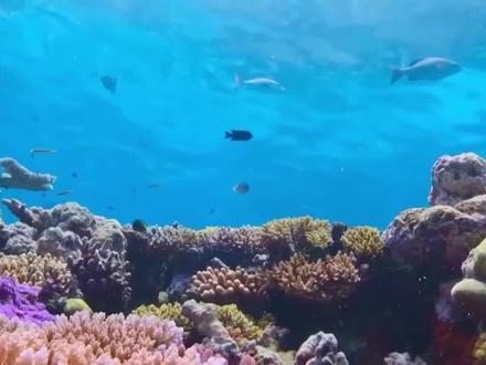 不能随便摸海中的河豚的理由 #潜水 #海洋生物 #河豚