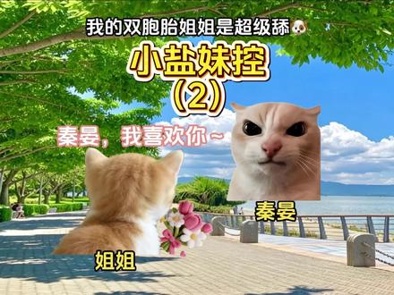 《小盐妹控》第二集 #猫meme #超爆小故事 #猫meme小剧场 #强烈推荐
